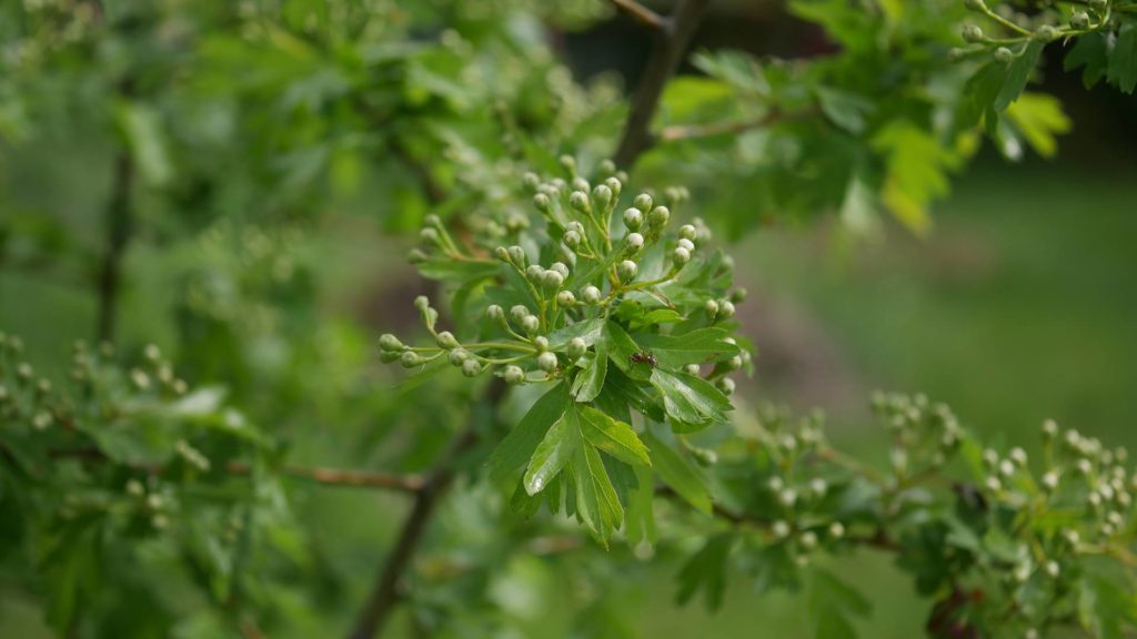 Weißdorn Hecke eingriffeliger weißdorn zweigriffeliger weißdorn weißdorn heimische pflanzen Bienenpflanzen Weißdornbeeren Weißdorn Nahrungen Insekten Nahrung Mensch Nahrung Vögel Weißdorn Marmelade Weißdorn strauch Weißdorn Baum weißdorn naturgarten weißdorn als Hecke Weißdorn dornen