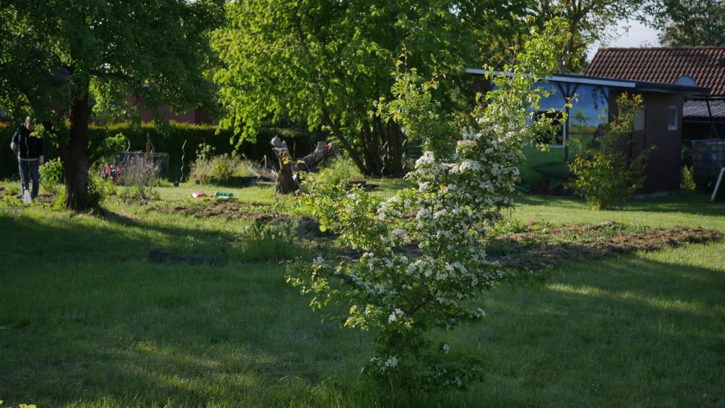 Weißdorn Hecke eingriffeliger weißdorn zweigriffeliger weißdorn weißdorn heimische pflanzen Bienenpflanzen Weißdornbeeren Weißdorn Nahrungen Insekten Nahrung Mensch Nahrung Vögel Weißdorn Marmelade Weißdorn strauch Weißdorn Baum weißdorn naturgarten weißdorn als Hecke Weißdorn dornen