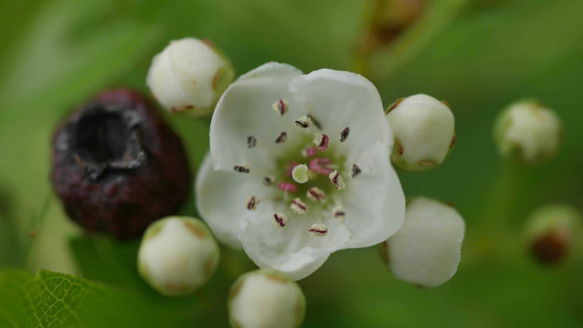 Weißdorn Hecke eingriffeliger weißdorn zweigriffeliger weißdorn weißdorn heimische pflanzen Bienenpflanzen Weißdornbeeren Weißdorn Nahrungen Insekten Nahrung Mensch Nahrung Vögel Weißdorn Marmelade Weißdorn strauch Weißdorn Baum weißdorn naturgarten weißdorn als Hecke Weißdorn dornen