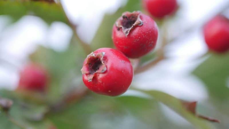 Weißdorn Hecke eingriffeliger weißdorn zweigriffeliger weißdorn weißdorn heimische pflanzen Bienenpflanzen Weißdornbeeren Weißdorn Nahrungen Insekten Nahrung Mensch Nahrung Vögel Weißdorn Marmelade Weißdorn strauch Weißdorn Baum weißdorn naturgarten weißdorn als Hecke Weißdorn dornen